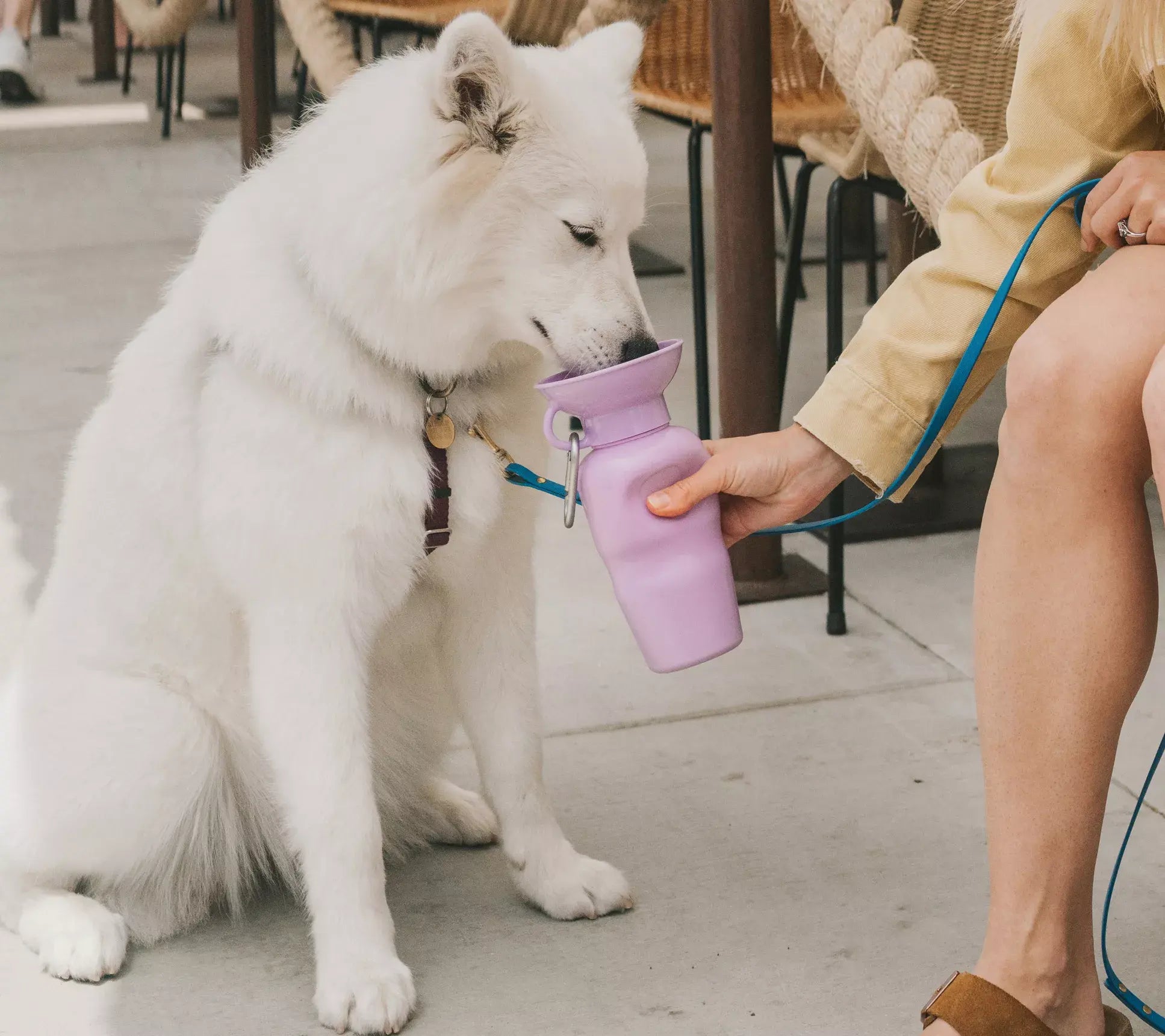 Springer 22Oz. Classic Leak-Tight Travel Pet Water Bottle