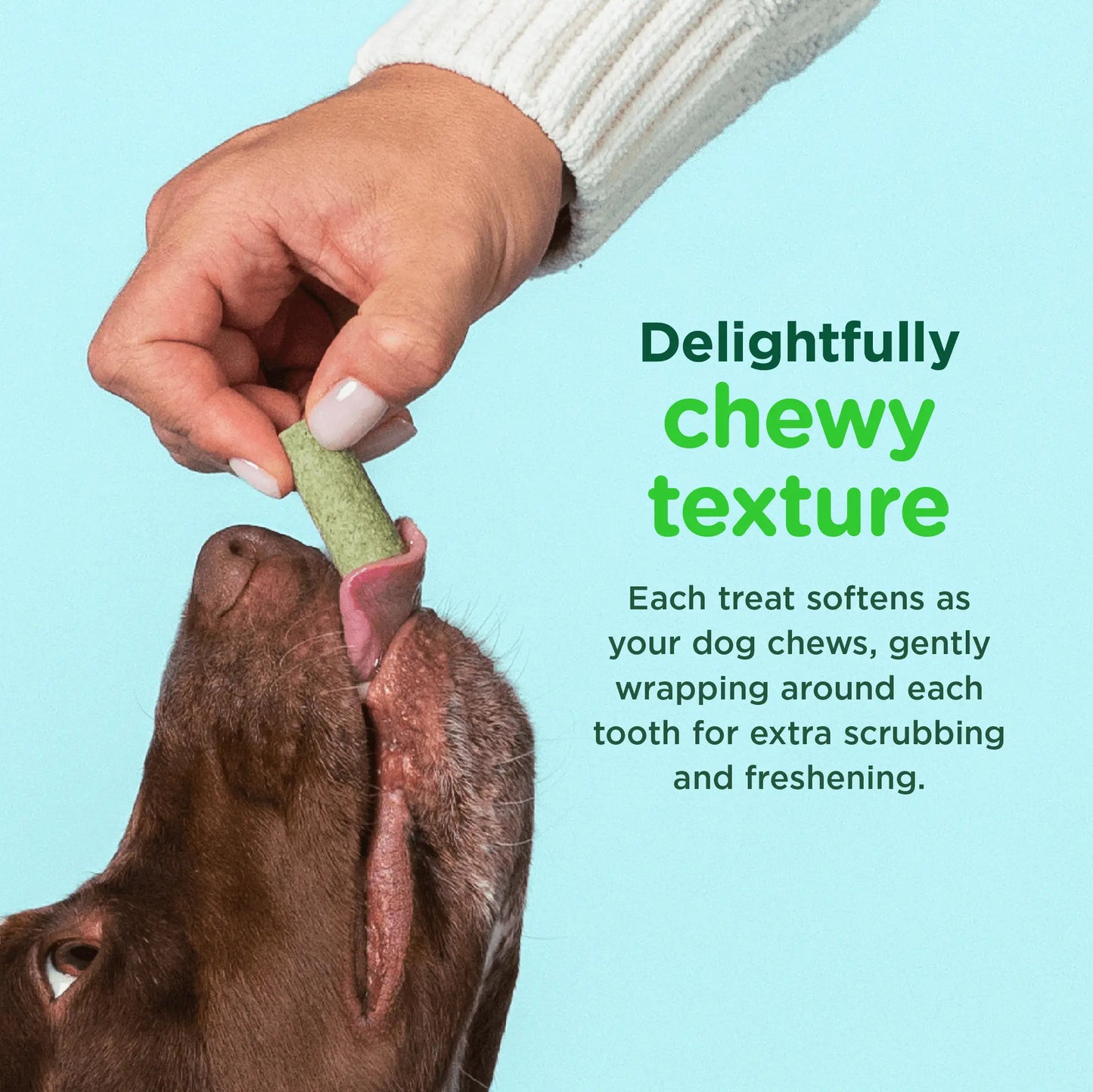 Minties Freshbites Soft and Chewy Dental Treats for Dogs, Low Calorie Natural Mint Flavored Dental Chews for Dogs, 100 Count, Chews Clean Teeth, Fight Bad Breath, and Removes Plaque and Tartar